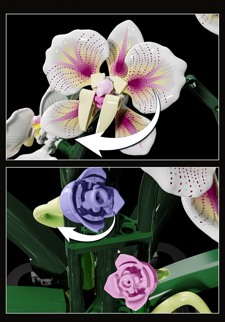 Cymbidium