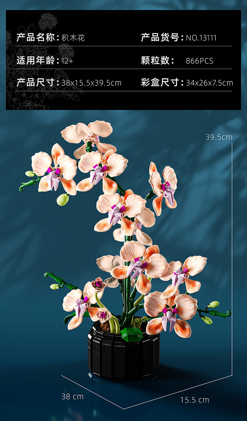 Phalaenopsis