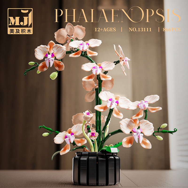 Phalaenopsis