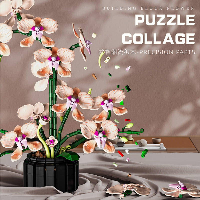 Phalaenopsis