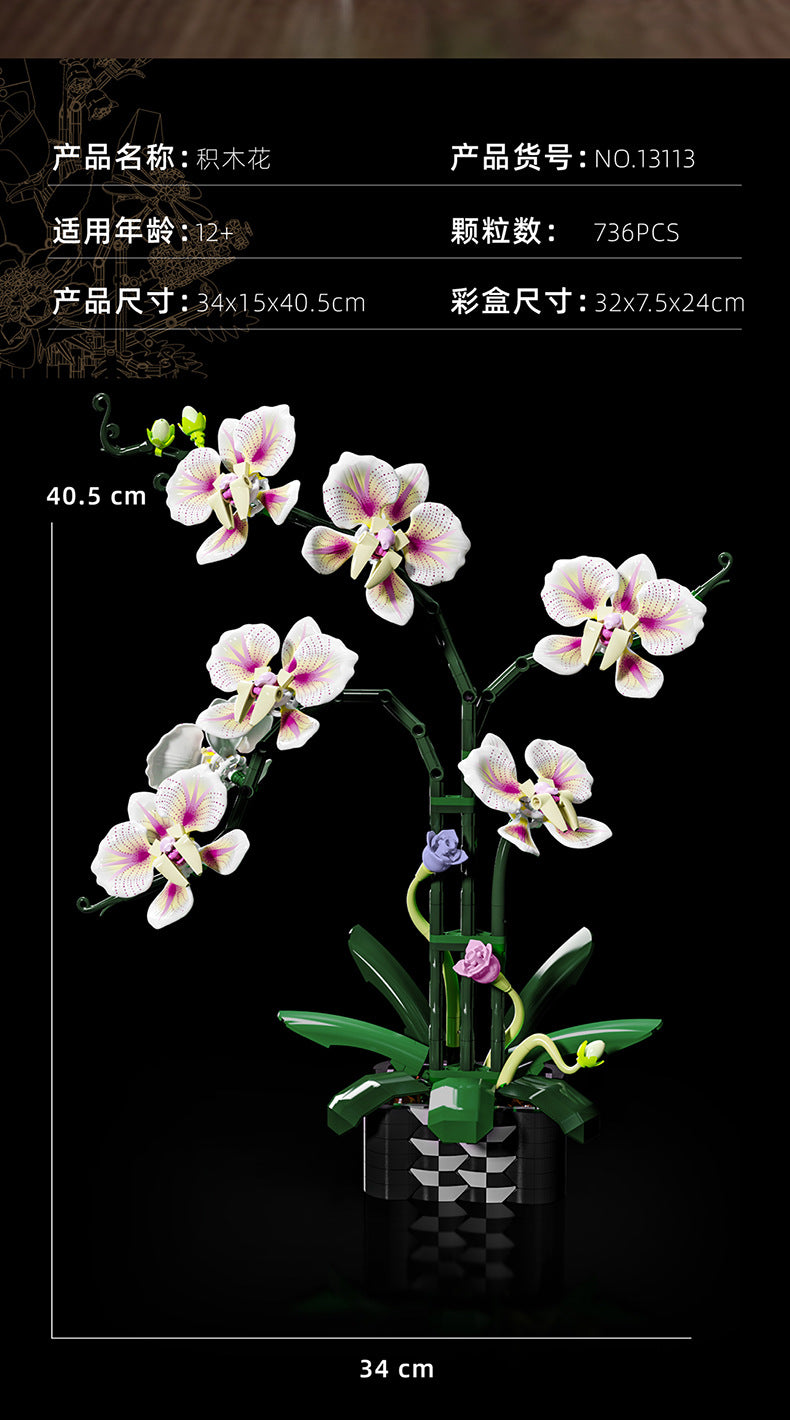 Cymbidium