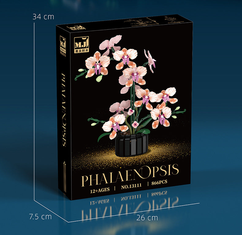 Phalaenopsis