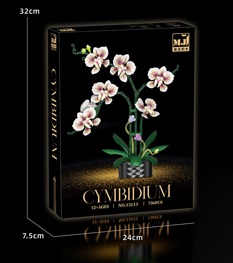 Cymbidium
