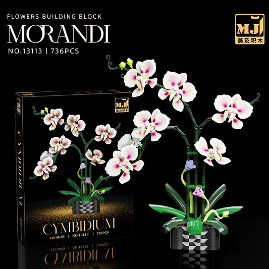 Cymbidium