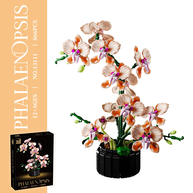 Phalaenopsis