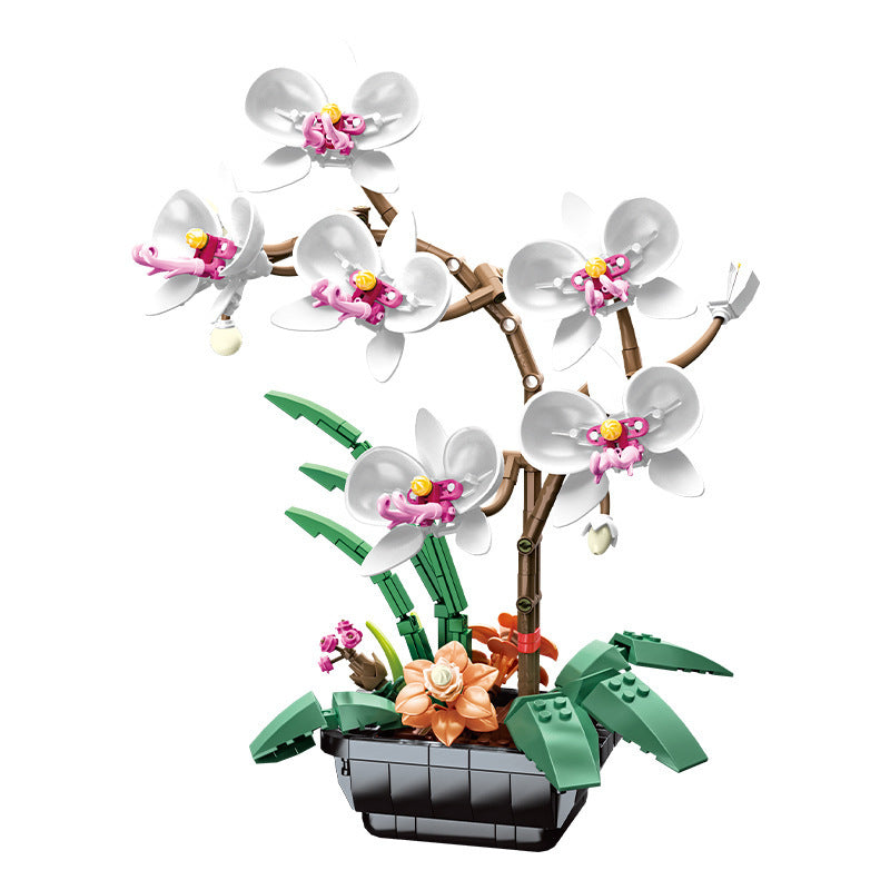 Witte orchidee
